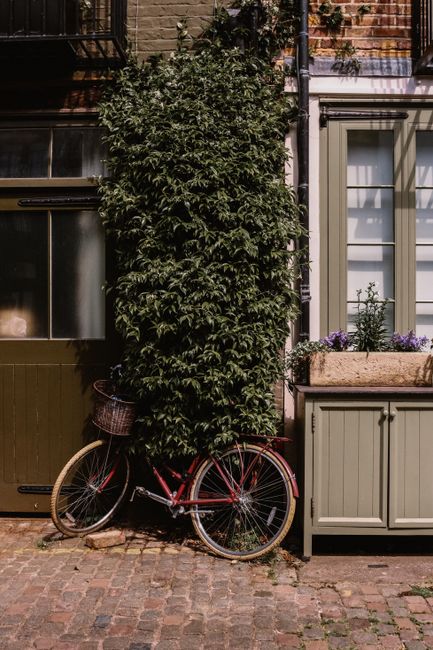 In the foreground, a vintage-style bicycle with a red frame and tan grips is parked on a cobblestone pavement. The bicycle leans slightly against a lush, dense hedge that towers over it, with dark green, glossy leaves. To the right of the hedge, there is a light grey wooden garden planter box containing purple flowering plants and other greenery, positioned beneath a white-framed window with closed shutters. A small section of a brick building with a brown brick wall and a black metal railing on the upper balcony is visible in the background. To the left, a green wooden door with a metal handle and a window above it is partially obscured by the foliage. The scene is lit with natural daylight, casting soft shadows. This setting visually relates to private outdoor spaces often associated with waste removal services, such as Waste Removal Brompton, who handle rubbish clearance including garden waste or unwanted items from residential properties.
